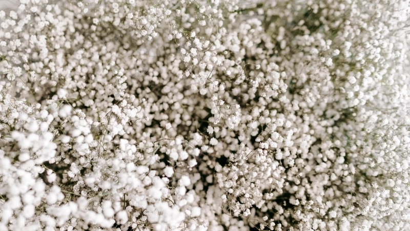 Top 15 bó hoa baby đẹp tinh khôi và lãng mạn nhất