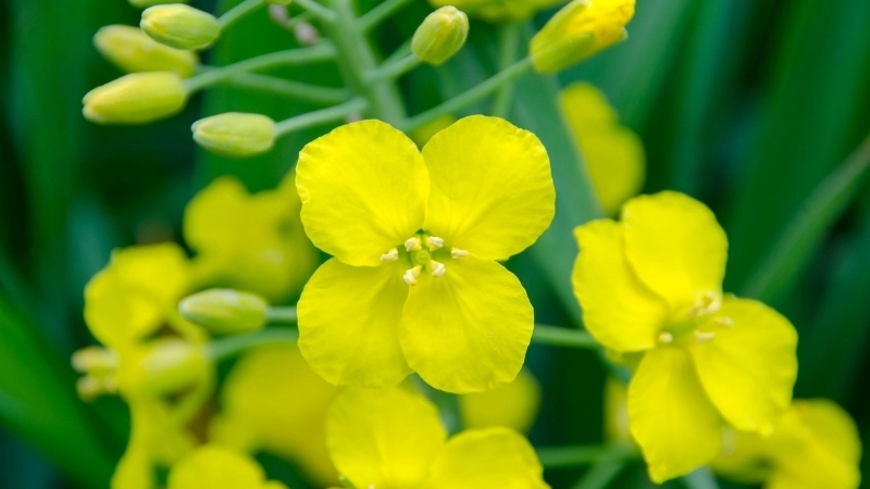 Album ảnh mùa hoa cải vàng Mộc Châu đẹp như tranh vẽ