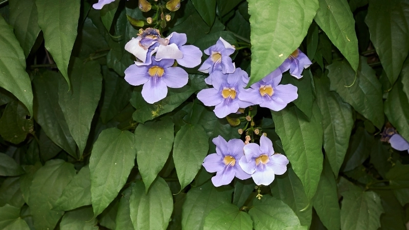 Hoa cát đằng - Vẻ đẹp và ý nghĩa loài hoa leo giàn