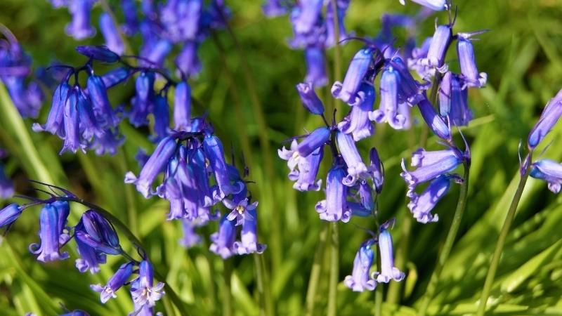 Album ảnh những khu rừng hoa chuông xanh huyền ảo