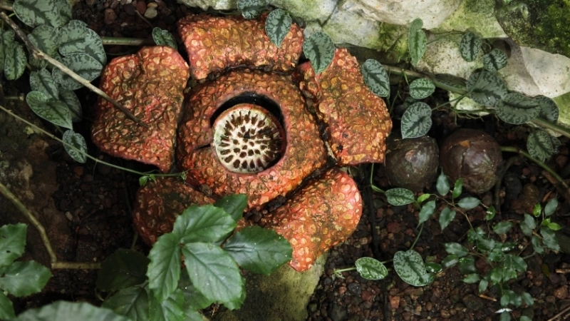 Hình ảnh ấn tượng về Hoa Đại Vương khổng lồHoa Đại Vương