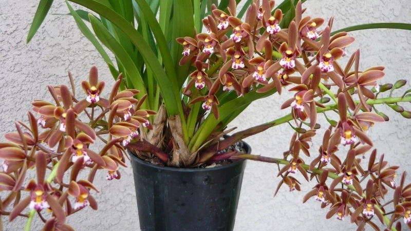 Hình ảnh hoa địa lan - Nét vương giả và sang trọng ngày Tết