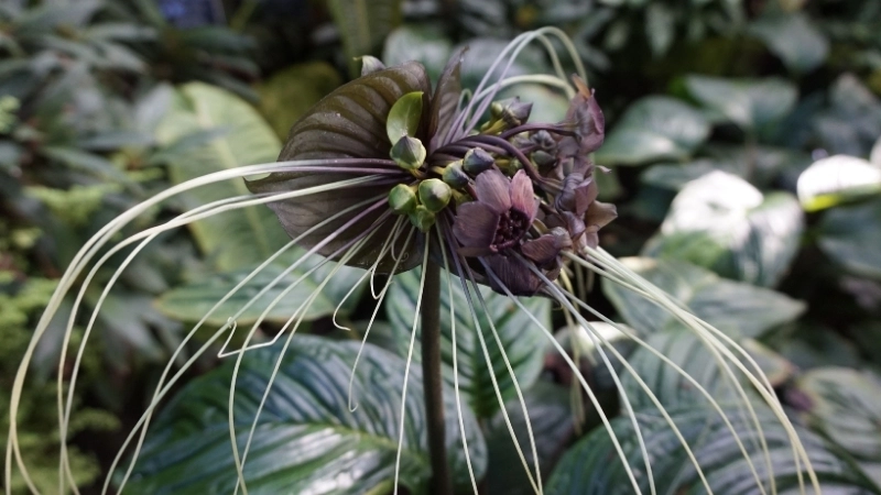 Top 50+ Hình ảnh hoa dơi đen ma mị và lôi cuốn nhất