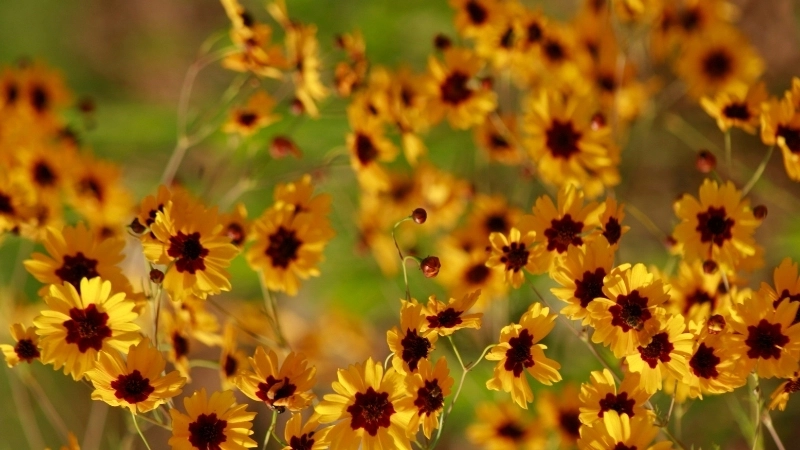 Ngắm vẻ đẹp bí ẩn và độc đáo của Hoa Mắt Rắn