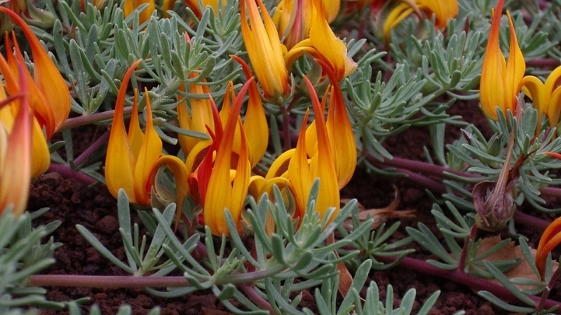 99+ Hình ảnh hoa mỏ vẹt đẹp và độc đáo nhất