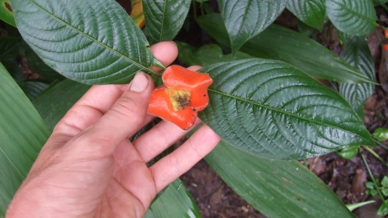 Cận cảnh sức sống mãnh liệt của Hoa Môi Rừng Sâu trên đá