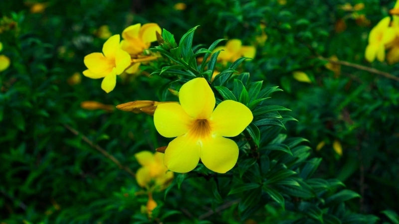 Hoa quỳnh anh - Vẻ đẹp và những công dụng bất ngờ