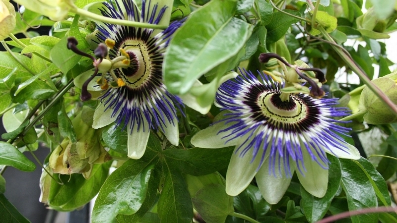 Hình ảnh Hoa Sao Biển Rừng Sâu - Loài hoa mới lạ ở Thái Lan