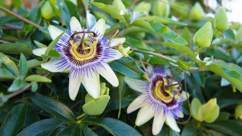 Cận cảnh vẻ đẹp của Uvaria sphaerocarpa