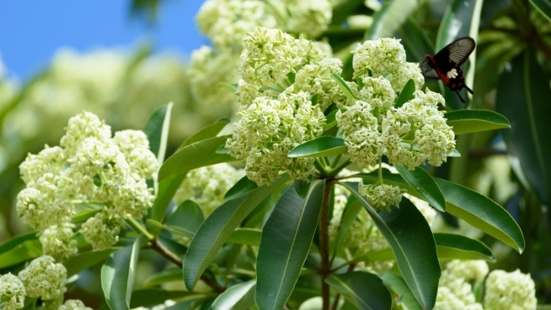 Bộ sưu tập ảnh những con đường hoa sưa đẹp nhất Hà Nội