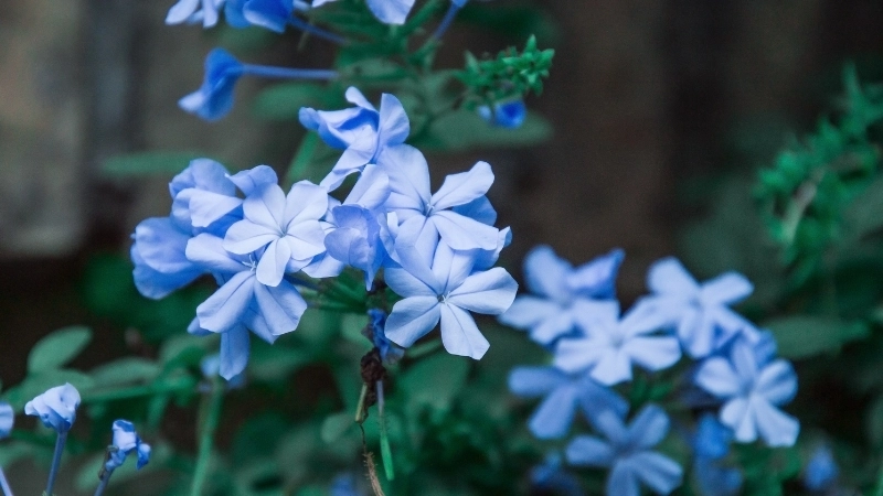 Hoa Thanh Xà - 99+ hình ảnh đẹp và ý nghĩa loài hoa này