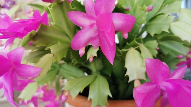 Ngắm 20+ hình ảnh hoa tiểu quỳnh rực rỡ nhất