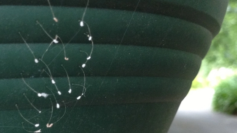 Vẻ đẹp của cây Epiphyllum Oxypetalum