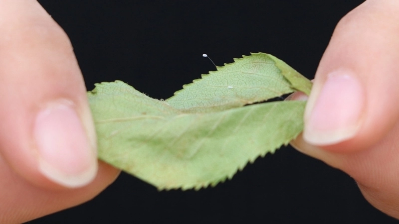 Hoa Ưu Đàm - Hình ảnh và sự thật loài hoa linh thiêng