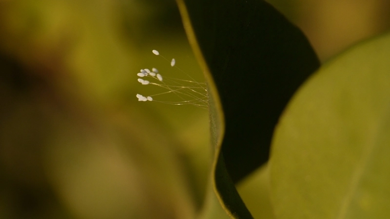 Tìm hiểu cách trồng hoa ưu đàm (loài Epiphyllum)