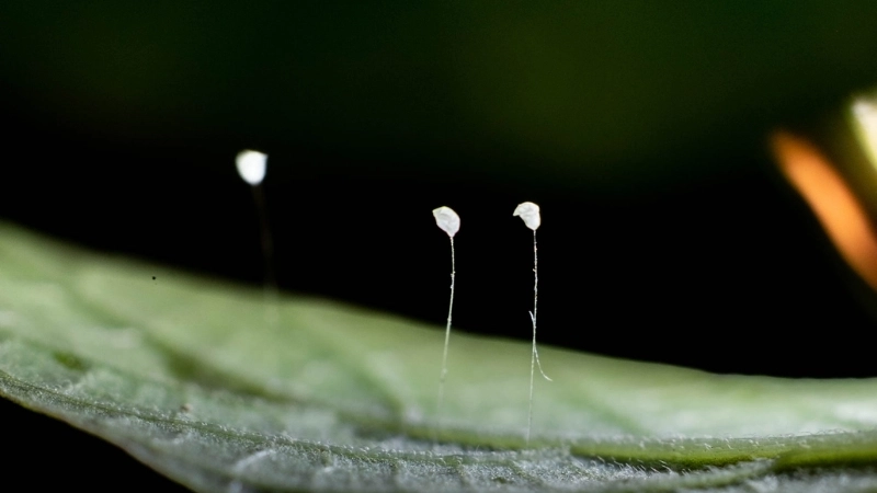 Luận giải hoa ưu đàm nở là điềm gì