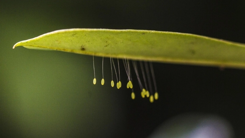 Hình ảnh hoa ưu đàm trên tượng Phật gây chú ý