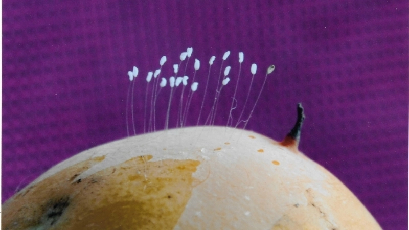 Hướng dẫn phân biệt hoa ưu đàm và trứng côn trùng