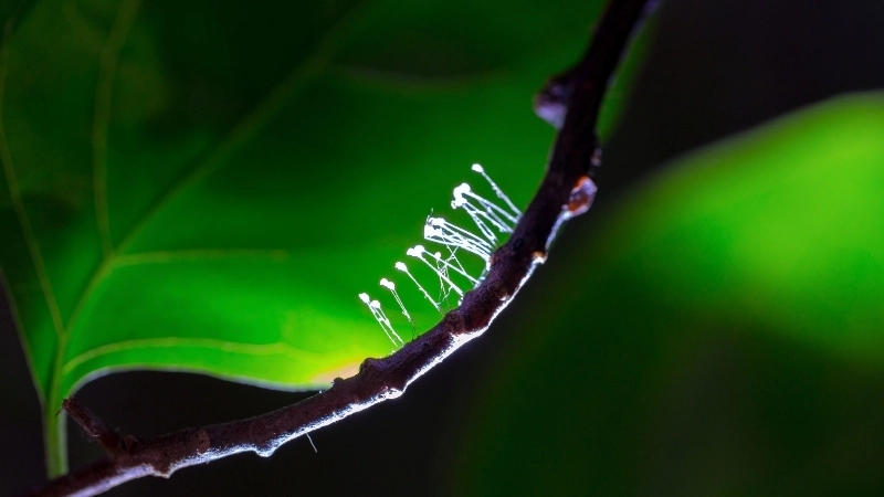 Giải mã sâu sắc ý nghĩa hoa ưu đàm trong Phật giáo