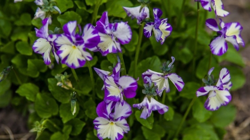 Album ảnh cận cảnh những cánh hoa violet mượt như nhung