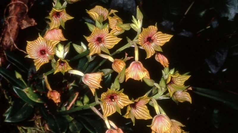 Tìm hiểu ý nghĩa Lan Mặt Quỷ