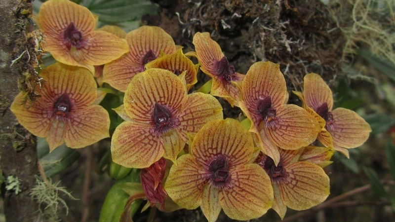 Tên khoa học của Lan Mặt Quỷ là Telipogon diabolicus