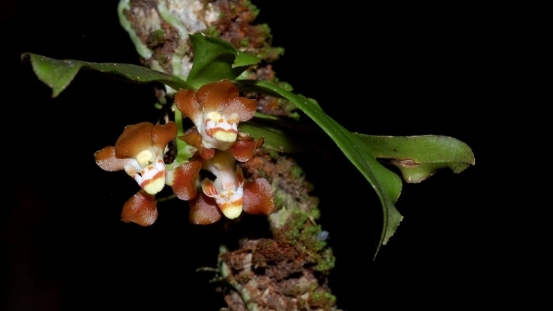 Hình ảnh Lan Mặt Quỷ - Vẻ đẹp ma mị của tự nhiên