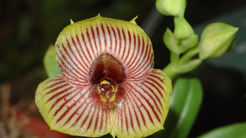 Lan Mặt Quỷ, báu vật của Colombia