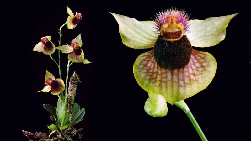 Thế giới các loài hoa lan kỳ lạ