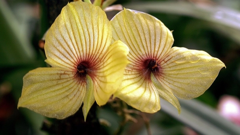 Điều kiện và cách trồng Lan Mặt Quỷ