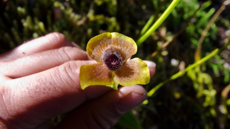 Bộ sưu tập hình ảnh Lan Mặt Quỷ