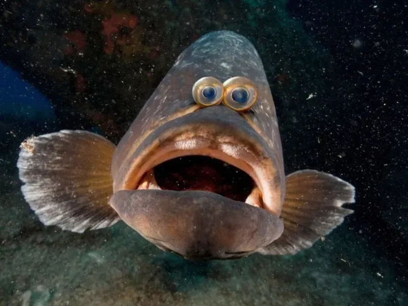 Biểu cảm kinh điển của meme cá bối rối