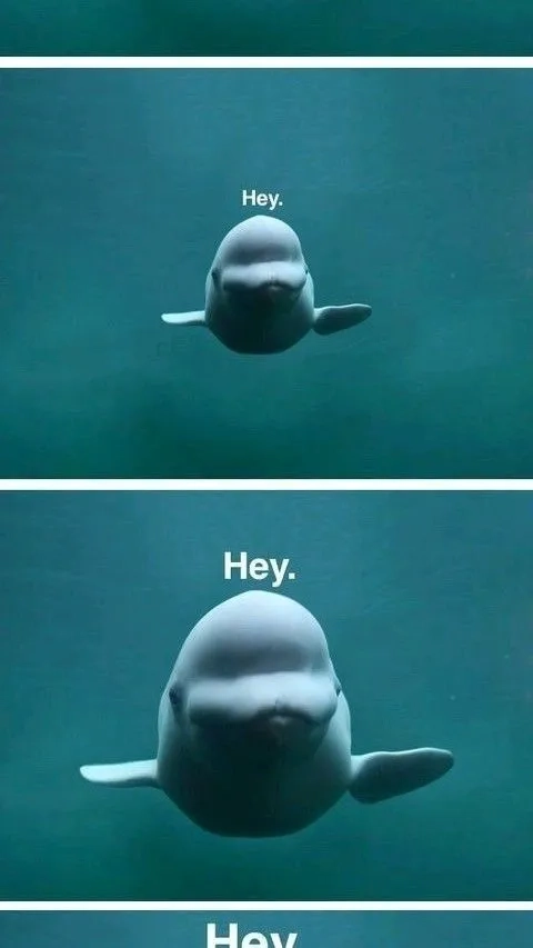 Hình ảnh từ meme cá heo Ecco
