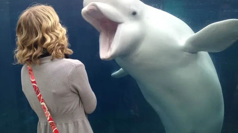 Meme cá heo phiên bản cursed