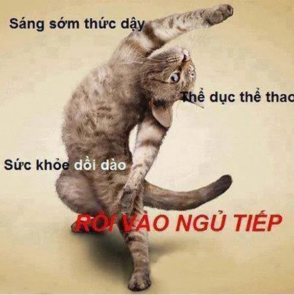 Truyền năng lượng với meme chào buổi sáng tích cực