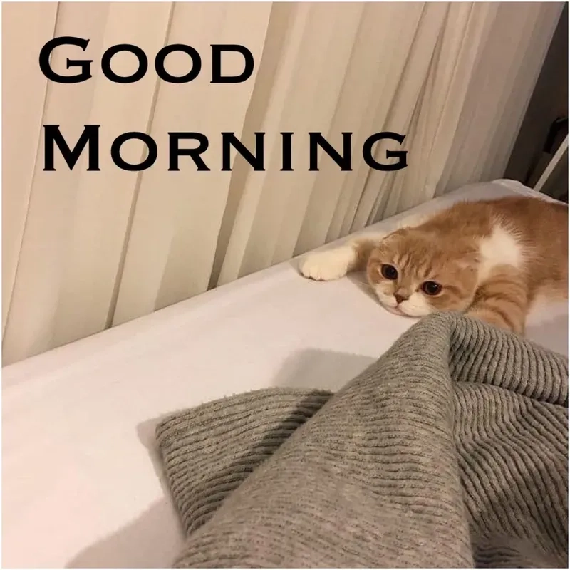 Khi bạn cần một meme chào buổi sáng thật hài hước