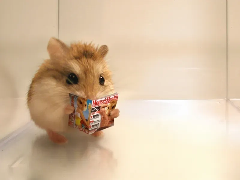Chú hamster đáng yêu đang ăn chuối