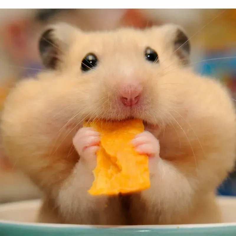 Meme hamster đang gọi điện thoại