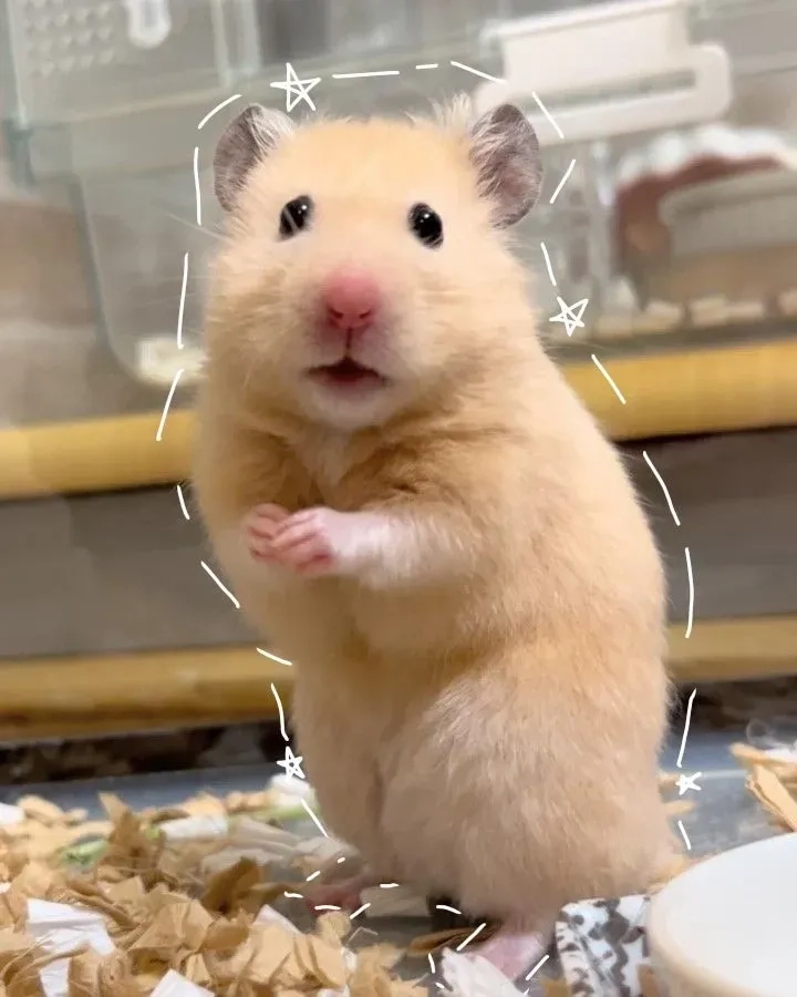Meme hamster đội mũ len nhỏ xíu