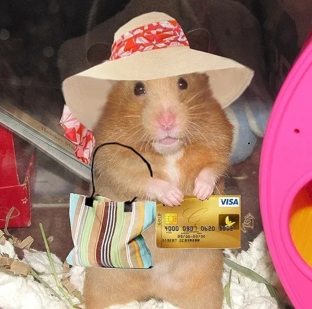 Meme hamster nhìn chằm chằm không chớp mắt