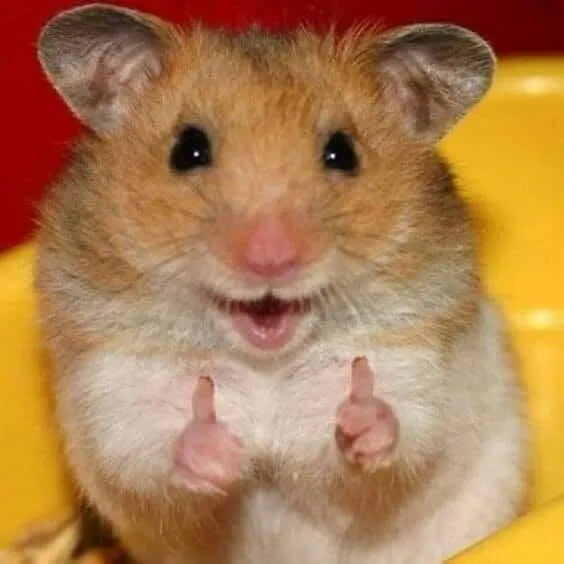 Khoảnh khắc meme hamster buồn thiu