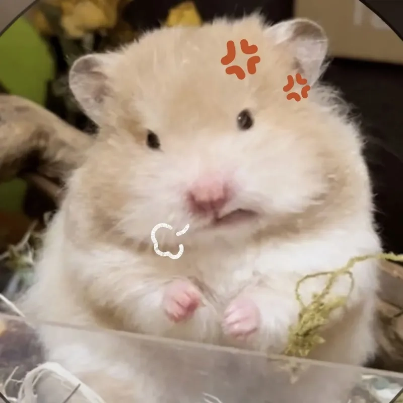 Top video meme hamster trên TikTok triệu view