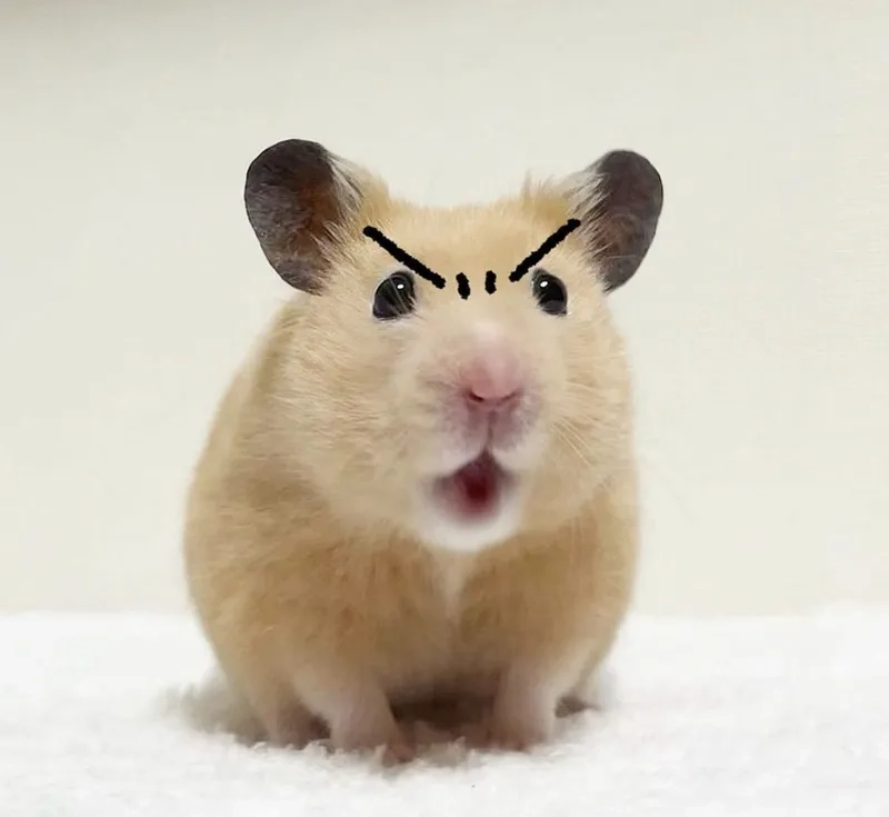 Peace out với meme hamster giơ dấu hòa bình