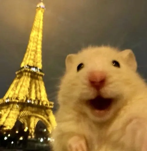 Meme hamster nhìn thẳng vào camera
