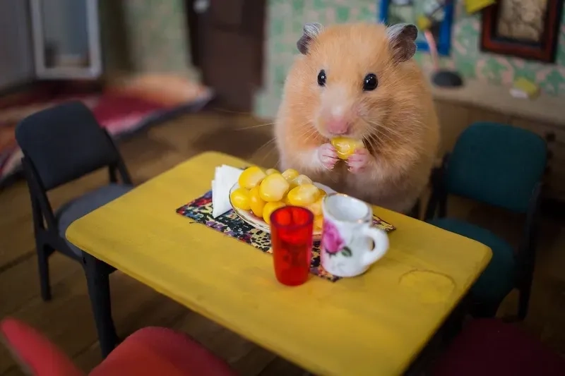 Trend meme hamster trên TikTok mới nhất
