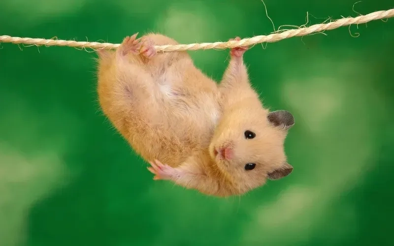 Biểu cảm của meme hamster sợ hãi