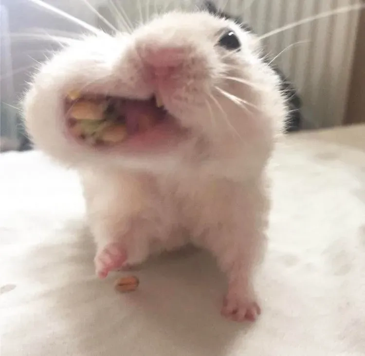 Khi bạn bị bắt gặp với meme hamster nhìn chằm chằm