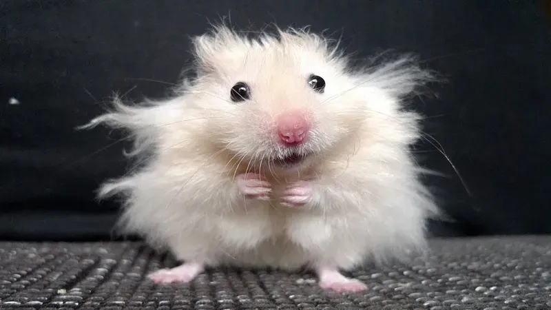 Meme hamster ăn chuối ngon lành