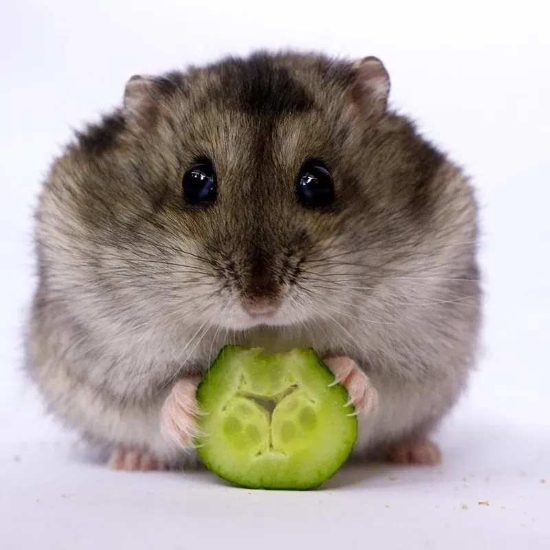 Tải về meme hamster buồn thất tình