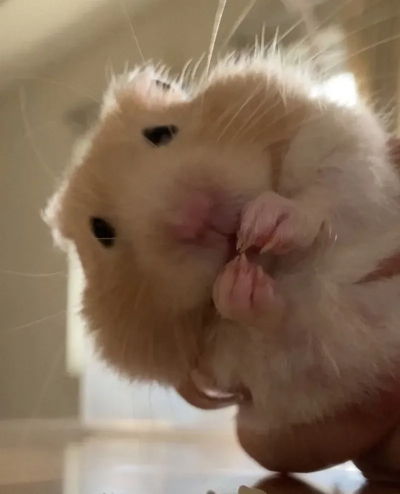 Meme hamster sợ hãi khi thấy dưa chuột